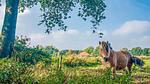 outside - Ferienhaus für 6 Personen (90 m²) in Vlagtwedde - Top-Hundeurlaub