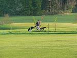 Golfclub Westheim e.V. - Top-Hundeurlaub