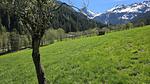 Aussicht vom Ferienhaus [Sommer] - Ferienwohnung für 8 Personen (80 m²) in Alpbach - Top-Hundeurlaub