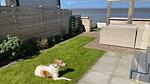 Ferienhaus für 4 Personen (40 m²) in Westerland (Nordholland) - Top-Hundeurlaub