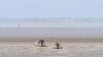 area - Ferienhaus für 18 Personen (245 m²) in Fanø - Top-Hundeurlaub