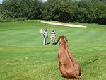 Golfclub Taunus Weilrod - Top-Hundeurlaub