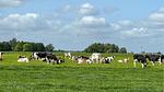house - Ferienhaus für 6 Personen (105 m²) in Lemmer - Top-Hundeurlaub