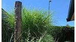 Untagged - Bungalow für 4 Personen (50 m²) in Zoutelande - Top-Hundeurlaub