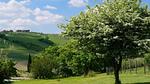 Untagged - Ferienhaus für 6 Personen (160 m²) in Volterra - Top-Hundeurlaub