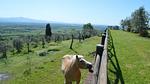 Villa für 8 Personen (120 m²) in Ciggiano - Top-Hundeurlaub