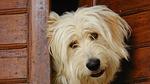 interior - Ferienwohnung für 5 Personen (113 m²) in Barberino Val D'Elsa - Top-Hundeurlaub