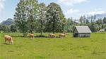 garden - Ferienwohnung für 16 Personen (240 m²) in Ramsau am Dachstein - Top-Hundeurlaub