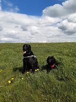 Hotel Engelbracht - Top-Hundeurlaub