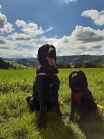 Hotel Engelbracht - Top-Hundeurlaub