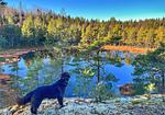 Hund am See in der Natur nahe dem Ferienhaus in Småland - Paws of Idhult - Top-Hundeurlaub