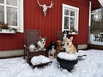 Hunde im Schnee auf Terasse - Paws of Idhult - Top-Hundeurlaub