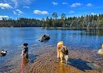 Hunde am Badesee in der Nähe des Ferienhauses in Schweden - Paws of Idhult - Top-Hundeurlaub