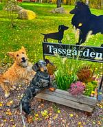 Gartenbereich für Hunde - Paws of Idhult - Top-Hundeurlaub