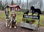 Hunde vor dem Ferienhaus Paws of Idhult im eingezäunten Garten - Paws of Idhult - Top-Hundeurlaub
