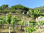 Landschaft - Rustico-Ferienhaus - Top-Hundeurlaub