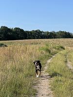 Schaalseeblick - Top-Hundeurlaub