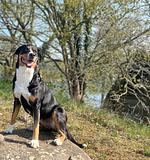 Schaalseeblick - Top-Hundeurlaub
