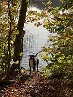 Schaaalsedomizil - Top-Hundeurlaub