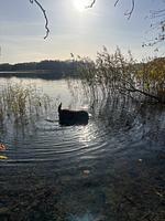 Schaaalsedomizil - Top-Hundeurlaub