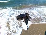 Ferienwohnung Nr. 3 Hohen Niendorf - Top-Hundeurlaub