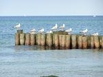 Ferienwohnung Nr. 4 Hohen Niendorf - Top-Hundeurlaub