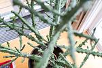 Dekoratives Detail - NEY 3 - Top-Hundeurlaub