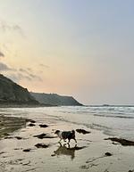 Ty-Goat einfamilienhaus am Meer - Top-Hundeurlaub