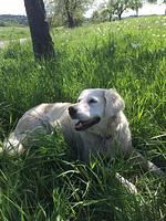 Hotel Hochfirst im Schwarzwald - Top-Hundeurlaub