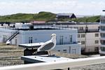 Terrasse - Penthouse F23 - Top-Hundeurlaub