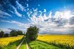 Landschaft - Ferienwohnung Ankerplatz Büsum - Top-Hundeurlaub