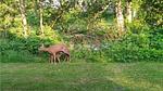 house - Ferienhaus für 14 Personen (156 m²) in Væggerløse - Top-Hundeurlaub