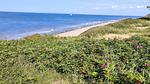 Untagged - Ferienhaus für 7 Personen (80 m²) in Gilleleje - Top-Hundeurlaub