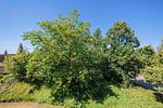 Gartenblick - Ein-Zimmer-Apartment 51/16 - Top-Hundeurlaub