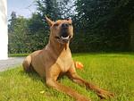Ferienhaus "Carl" - Top-Hundeurlaub