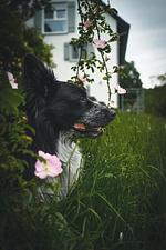 Ferienhaus NaturTon - Top-Hundeurlaub