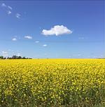 Ferienwohnung 3 - Top-Hundeurlaub