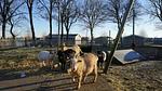 ParkFacilities - Ferienhaus für 7 Personen (70 m²) in Kampen (Overijssel) - Top-Hundeurlaub