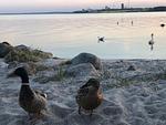 Ostseekrabbe - Top-Hundeurlaub