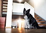 Ferienhaus Staege bau - Top-Hundeurlaub