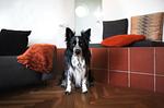 Ferienhaus Staege bau - Top-Hundeurlaub