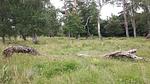 Untagged - Ferienhaus für 9 Personen (140 m²) in Væggerløse - Top-Hundeurlaub