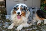 La Grange aux Hirondelles - Schicke und gemütliche Ferienhäuser - Top-Hundeurlaub
