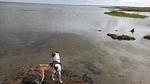 WaterView - Ferienhaus für 8 Personen (106 m²) in Ørsted - Top-Hundeurlaub
