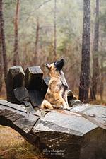 I11q Villa Regina-Traumhaus mit Seeblick und eingezäunten Garten. Hunde herzlich willkommen. Swimmingpool - Top-Hundeurlaub