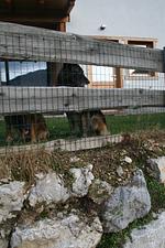 I11q Villa Regina-Traumhaus mit Seeblick und eingezäunten Garten. Hunde herzlich willkommen. Swimmingpool - Top-Hundeurlaub