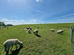 Ferienhaus Hilgenhuus - Top-Hundeurlaub