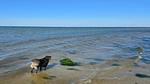 WaterView - Ferienhaus für 13 Personen (165 m²) in Nordborg - Top-Hundeurlaub