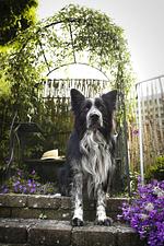 Ferienwohnung Maierers Schaiere - Top-Hundeurlaub