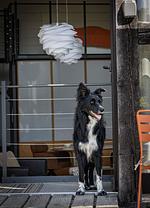 Ferienwohnung  ScheunenRefugio - Top-Hundeurlaub